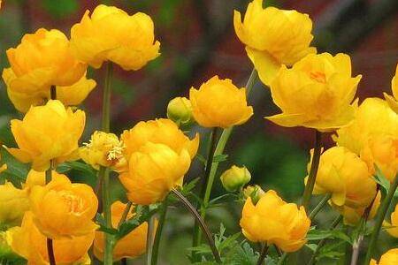 金莲花花稀色淡怎么养叶绿花大