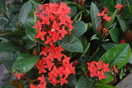 龙船花的修剪方法