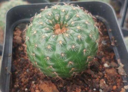 仙人球怎么修根上盆