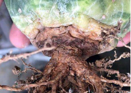 仙人球怎么修根上盆