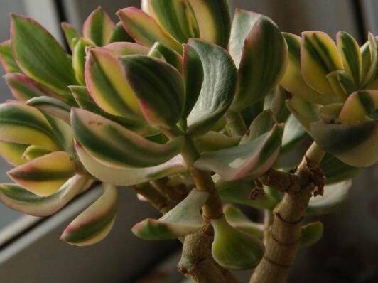 三色花月锦怎么养好看不褪色