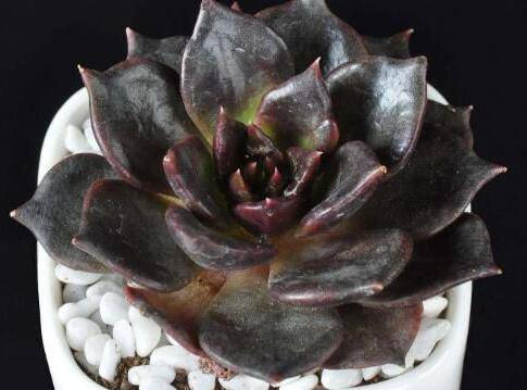 剑司诺娃养成黑色方法