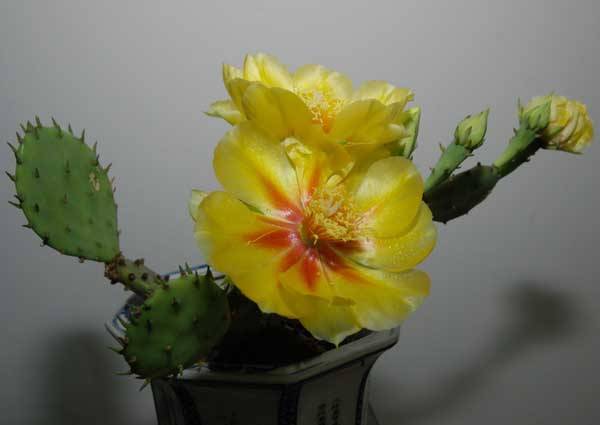 仙人掌多久才能开花?仙人掌开花时间是什么时候