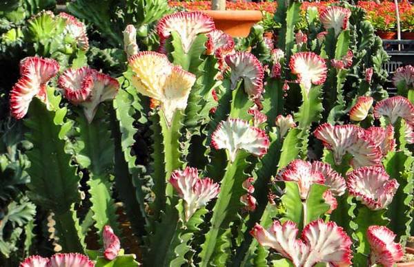 仙人掌多久才能开花?仙人掌开花时间是什么时候