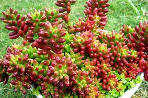 1521773745854352.jpg 多肉虹之玉锦怎么养粉红 养殖方法和注意事项