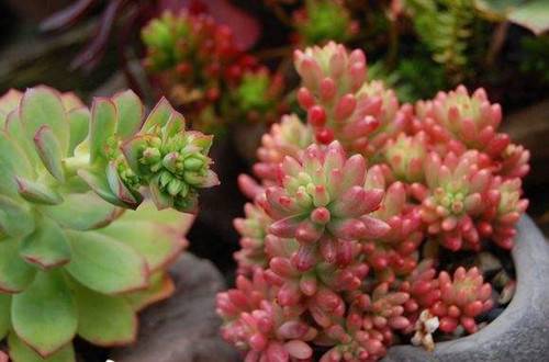 1521773766280481.jpg 多肉虹之玉锦怎么养粉红 养殖方法和注意事项