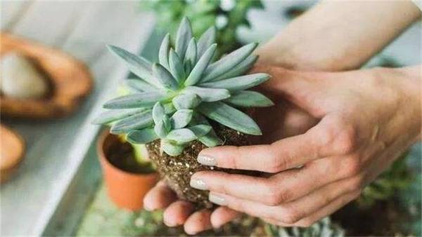 多肉怎么换盆?多肉植物换盆方法