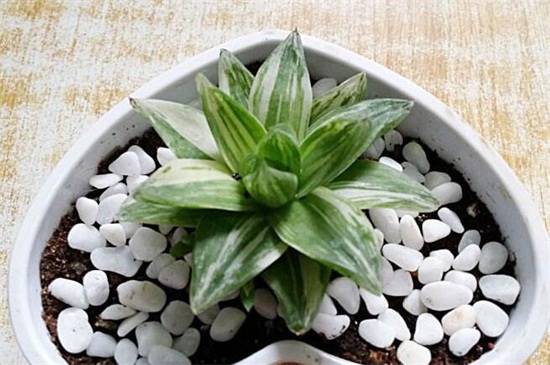 多肉怎么换盆?多肉植物换盆方法