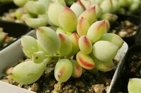 达摩福娘怎么养?达摩福娘的养殖方法及注意事项