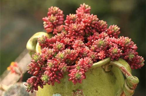 1521773785528172.jpg 多肉虹之玉锦怎么养粉红 养殖方法和注意事项