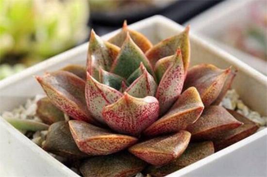 多肉大和锦怎么养才好看