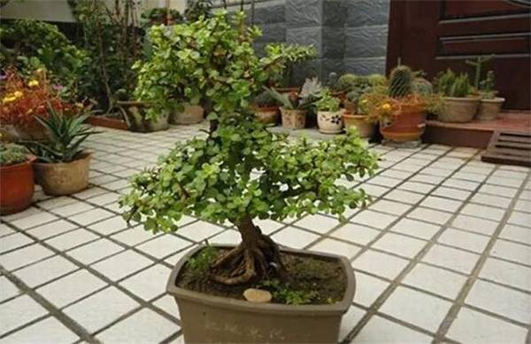 金枝玉叶的爆盆养殖技巧