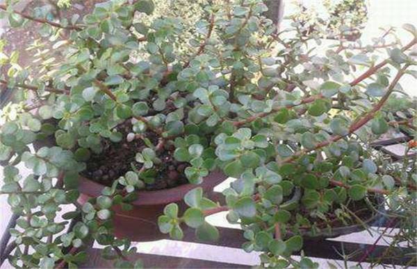 金枝玉叶的爆盆养殖技巧