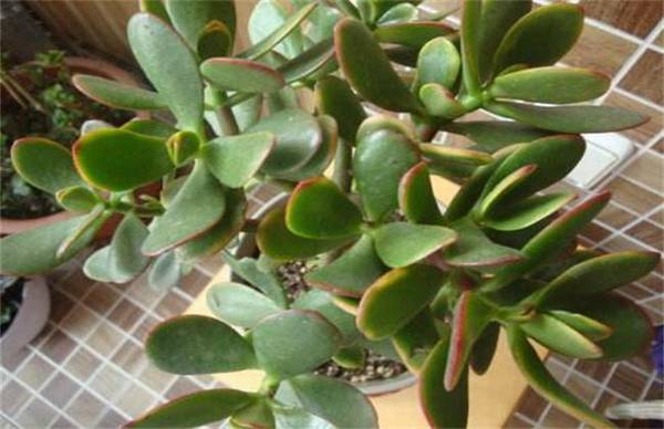 金枝玉叶的爆盆养殖技巧