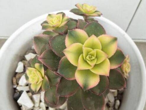 如何判断多肉需要浇水了 什么时候给多肉浇水