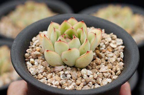 1554889426547149.jpg 景天多肉植物的正确养护技巧