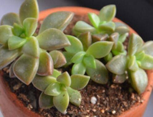 关于多肉植物的一些养殖误区说明