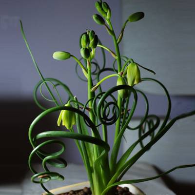 弹簧草开花怎么养 各期养护要点说明