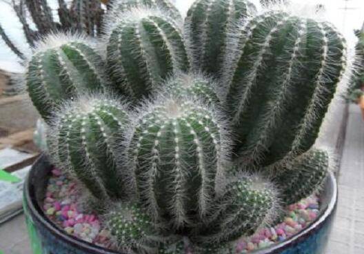 子孙球爆盆丛生的养护技巧