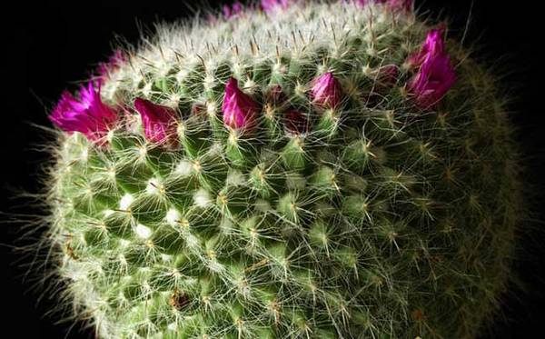 仙人球怎么养才会开花