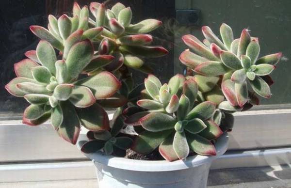 锦晃星怎么养红