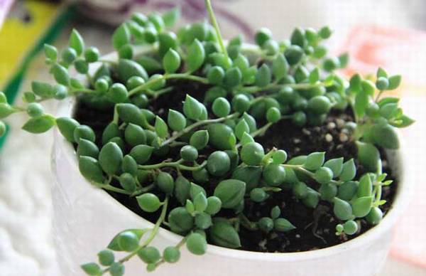 多肉情人泪的养殖方法