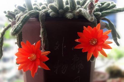 1558261625125872.jpg 让仙人指快速开花的养殖方法