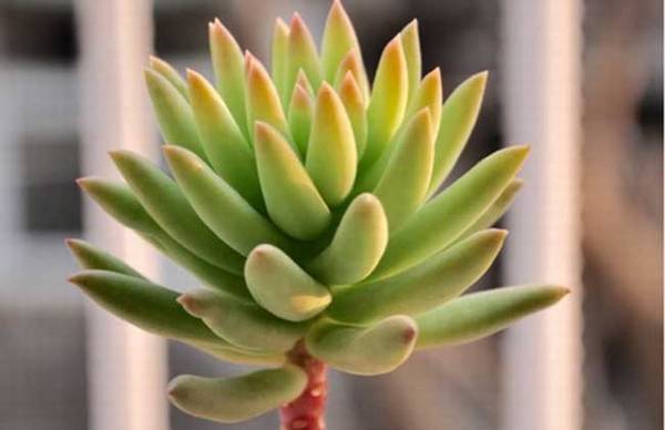 千佛手的养殖与繁殖方法