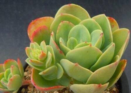 多肉碧桃的养殖方法