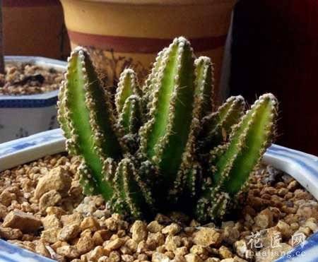 万重山好养吗?万重山的养殖技巧