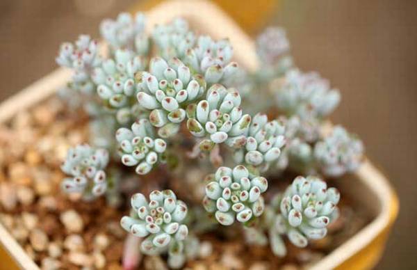 蓝豆的养殖方法