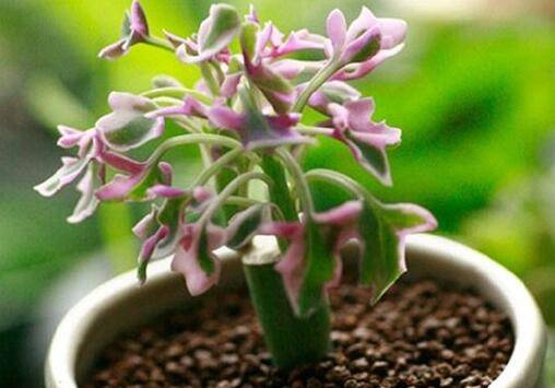 七宝树锦怎么养 日常养殖技巧必看