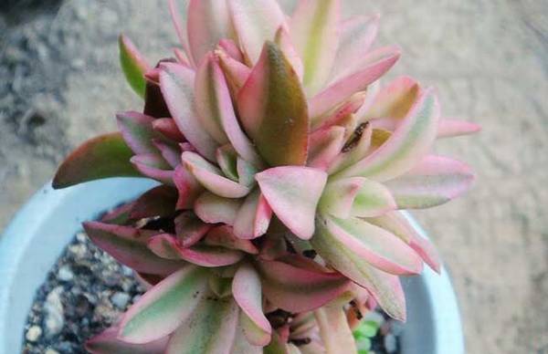 火祭怎么养红 火祭的养殖方法