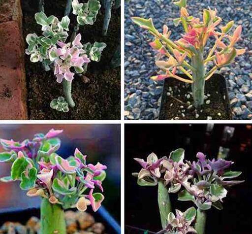 七宝树锦怎么养 日常养殖技巧必看