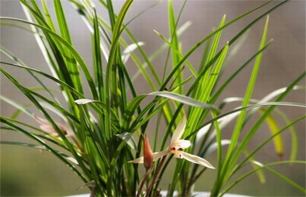 建兰的养殖培育方法