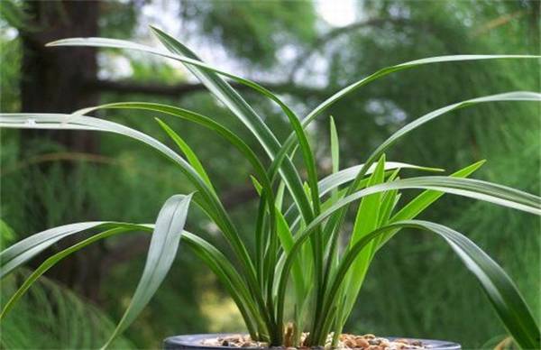 建兰的养殖培育方法