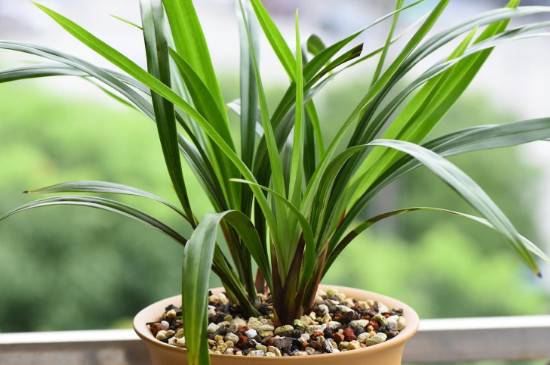 兰花叶子变黑原因及治疗方法