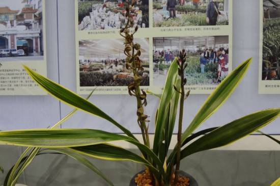 兰花叶子变黑原因及治疗方法