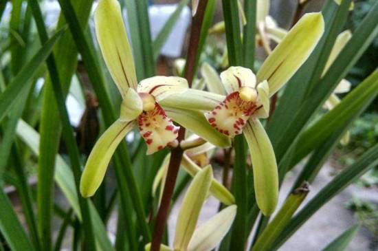 给兰花加湿的正确时间及方法