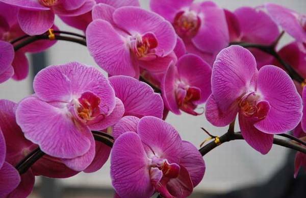 蝴蝶兰用什么盆土栽培长得好