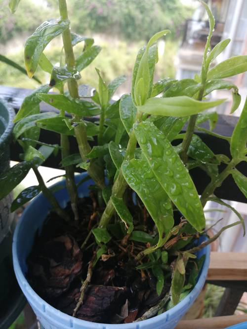 1567661487750689.jpg 铁皮石斛用什么养最好,千万不能用土种