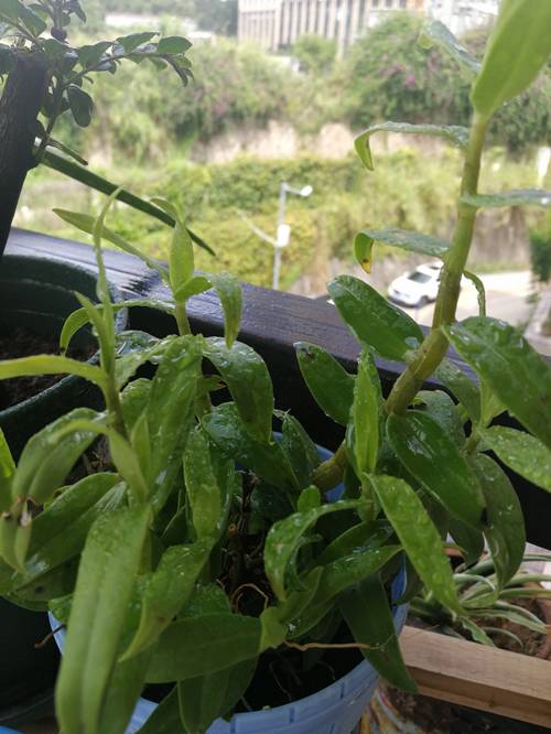 1567661496520469.jpg 铁皮石斛用什么养最好,千万不能用土种