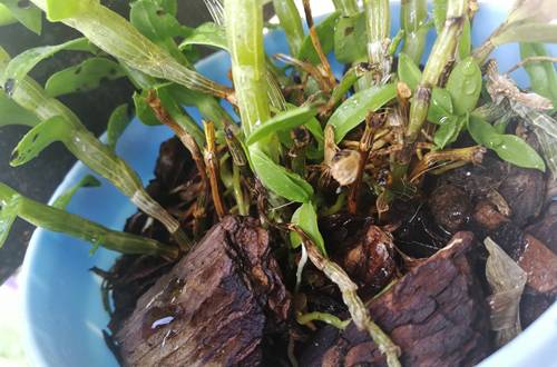 1567661507102815.jpg 铁皮石斛用什么养最好,千万不能用土种