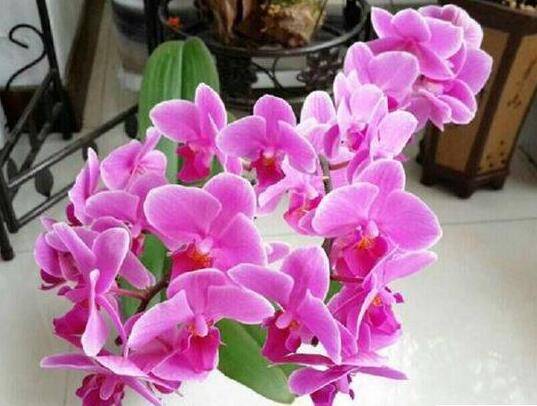 蝴蝶兰的浇水和施肥经验