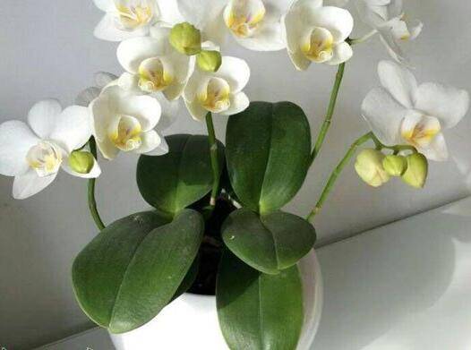 蝴蝶兰的家庭养护技巧要点