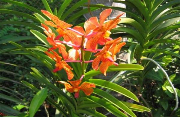 万代兰好养吗 养殖重点事项介绍