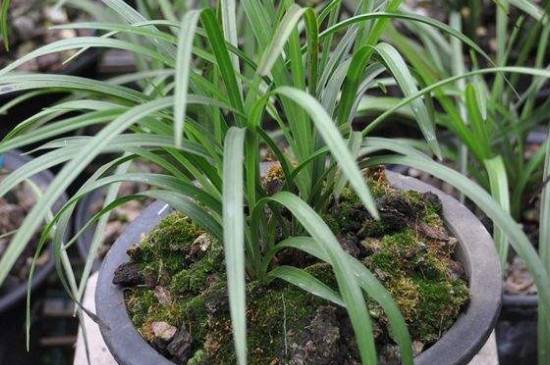 怎么用青苔养兰花