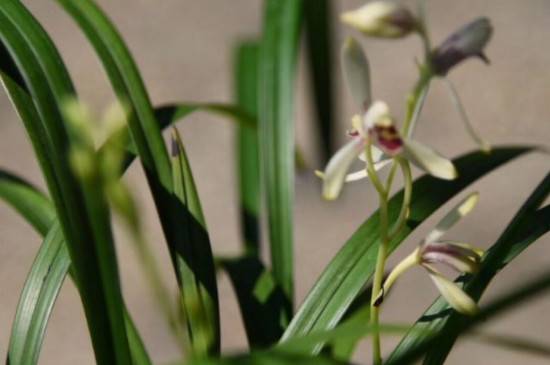 给新买的兰花消毒正确处理方法