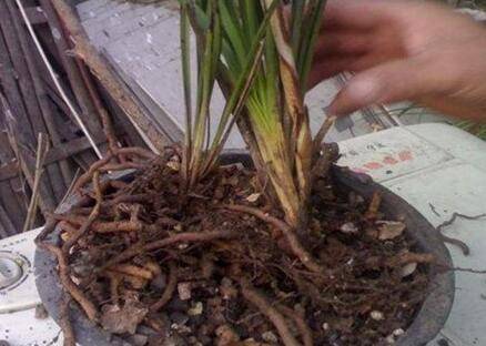 兰花烂根的判断方法与补救措施