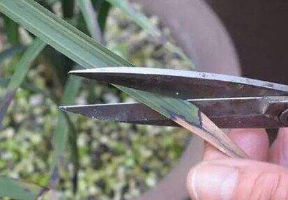 兰花偶尔这样修剪一下花开得更多